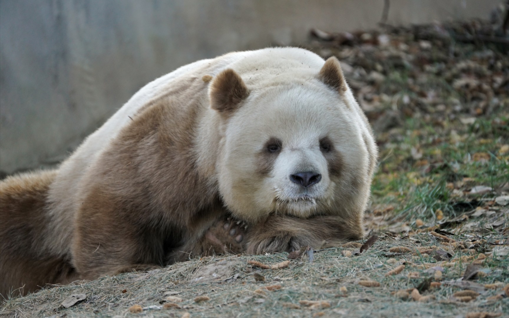 【大熊猫七仔】永永一天不理我,但作为绅士的我,还是要保持端庄和微笑