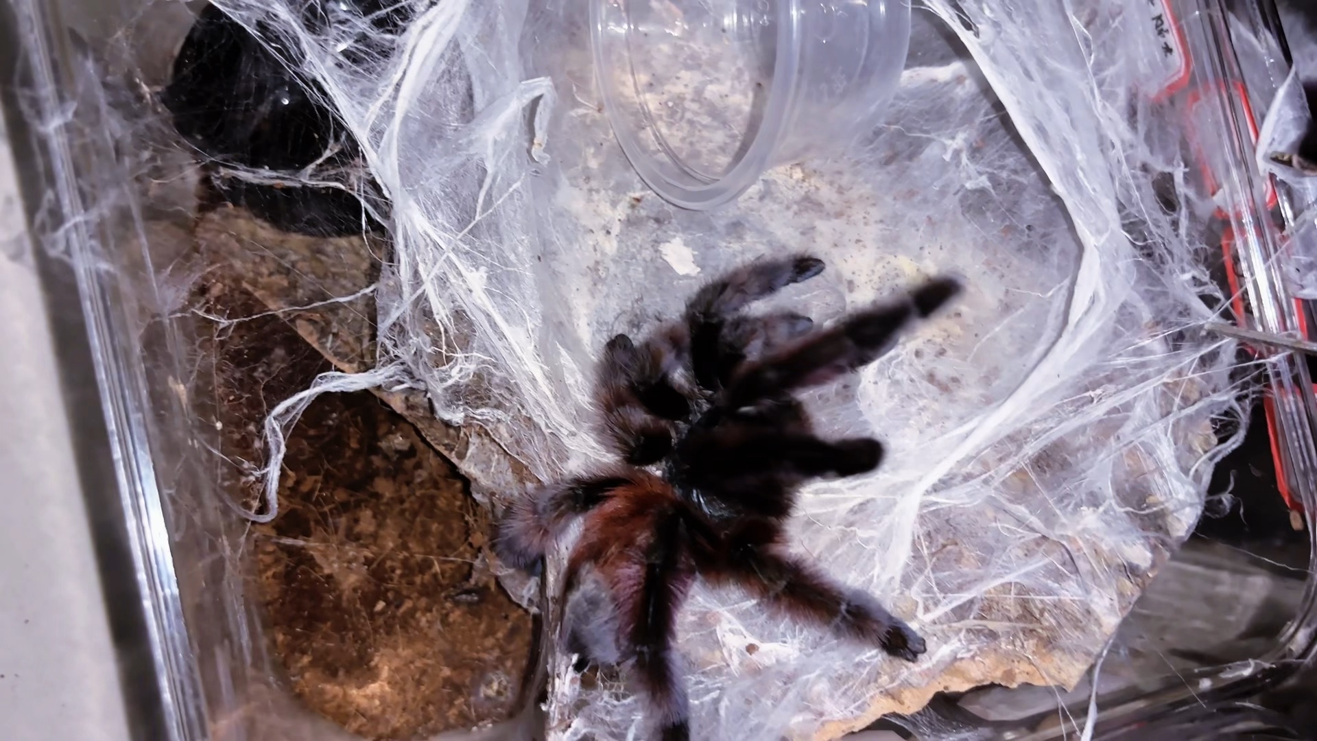 粉红大蜘蛛吃肥虫