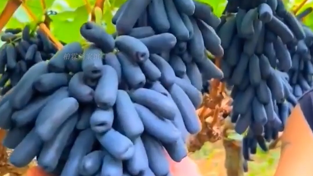 蓝宝石葡萄的价值