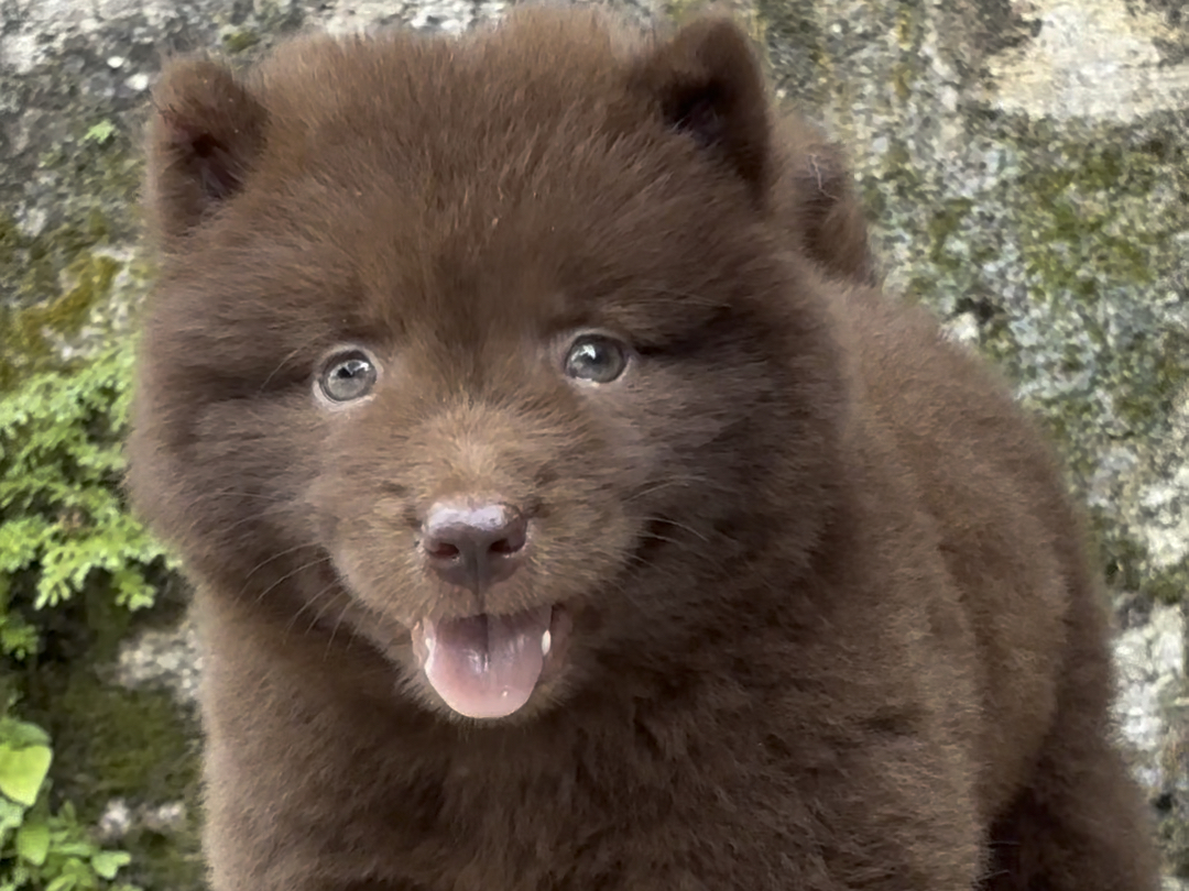 他们应该就是这个非常纯正的中华田园犬了 #中华田园犬#狗狗#山牛红