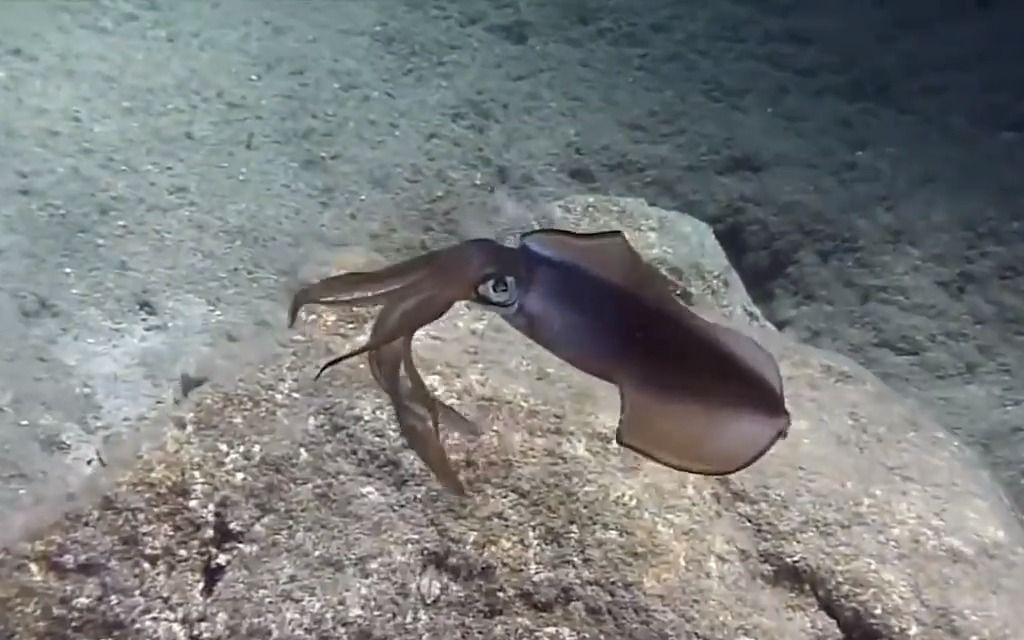 海底恐怖巨大生物图片图片