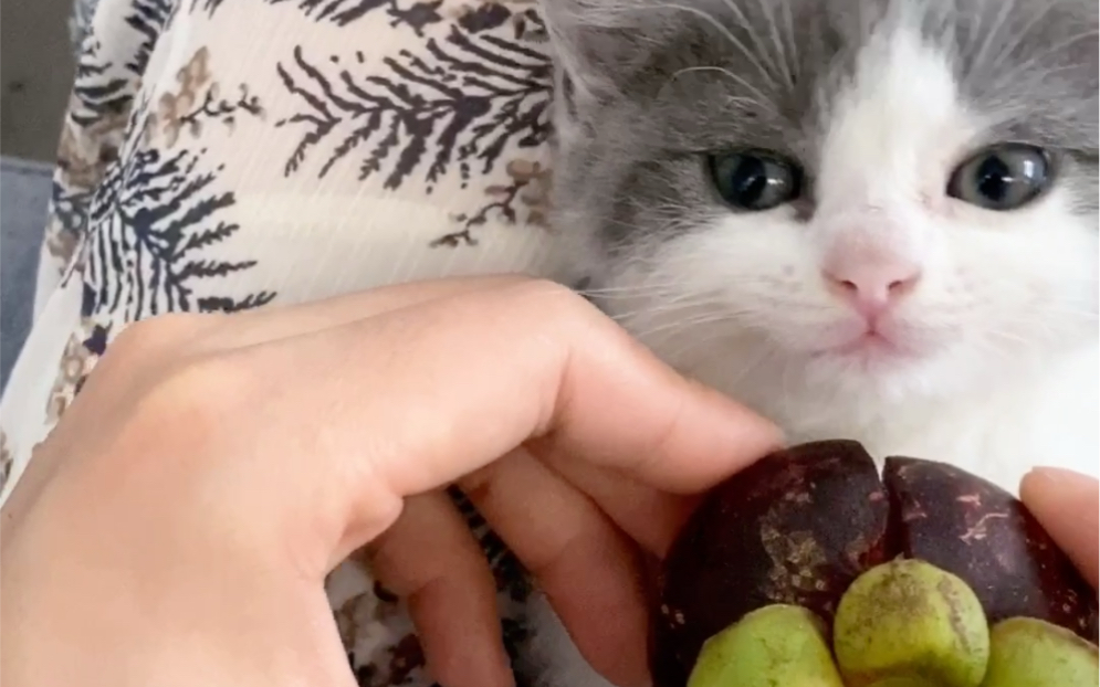 开了三个2a小山竹,小英短