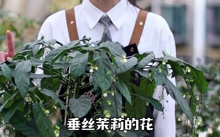 垂丝茉莉|垂丝茉莉冬季养护知识分享【垂丝茉莉】是马鞭草科、大青属直立灌木或小乔木,高可达4米,10月至次年4月开花结果.【养护】1.哔哩哔哩...