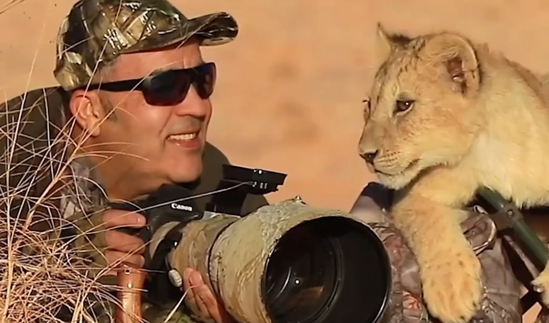让人费解的野生动物摄影师,狮子猎豹也能怼脸拍