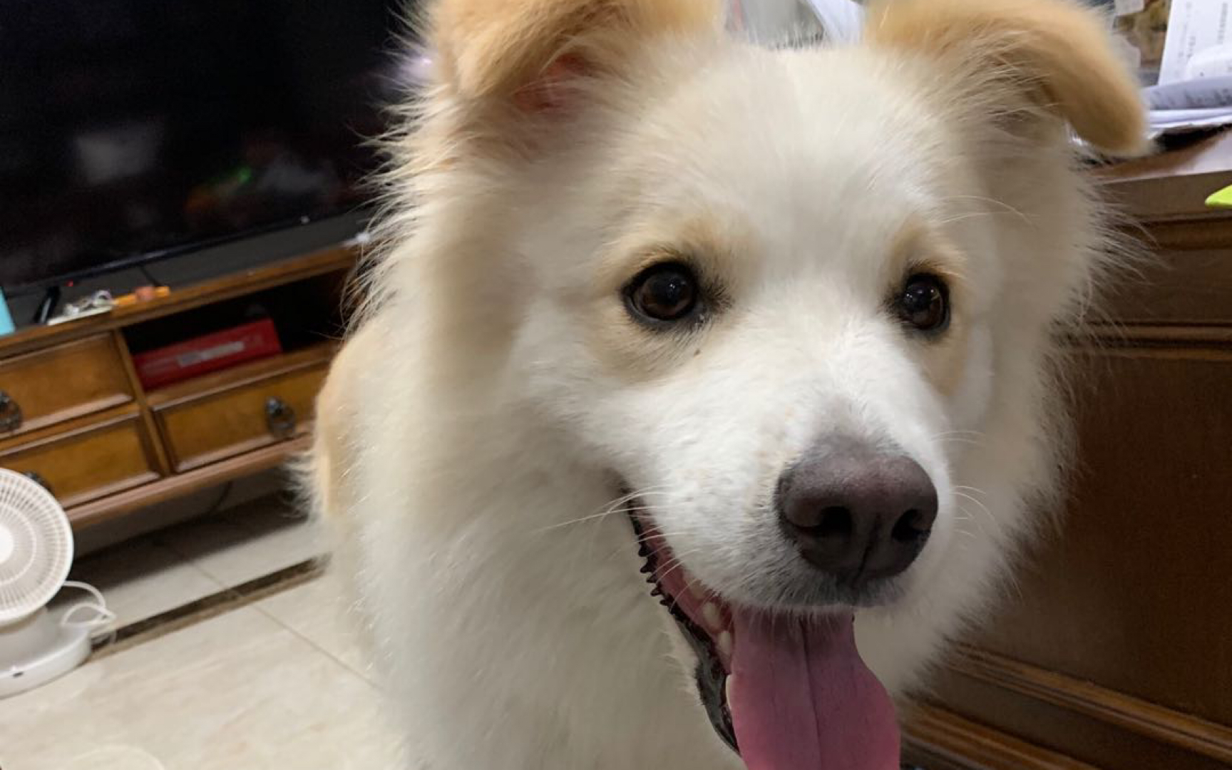 6.28边牧贝拉直播vlog粑粑一周一次的直播