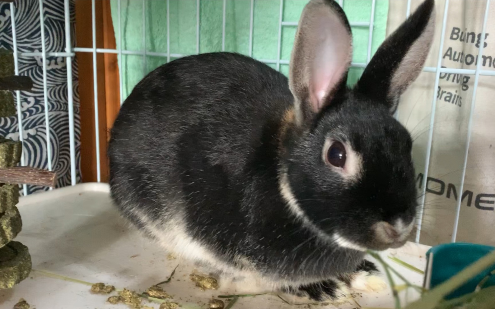 兔宝假孕拔毛,有人给介绍个北京本地侏儒兔男票吗!