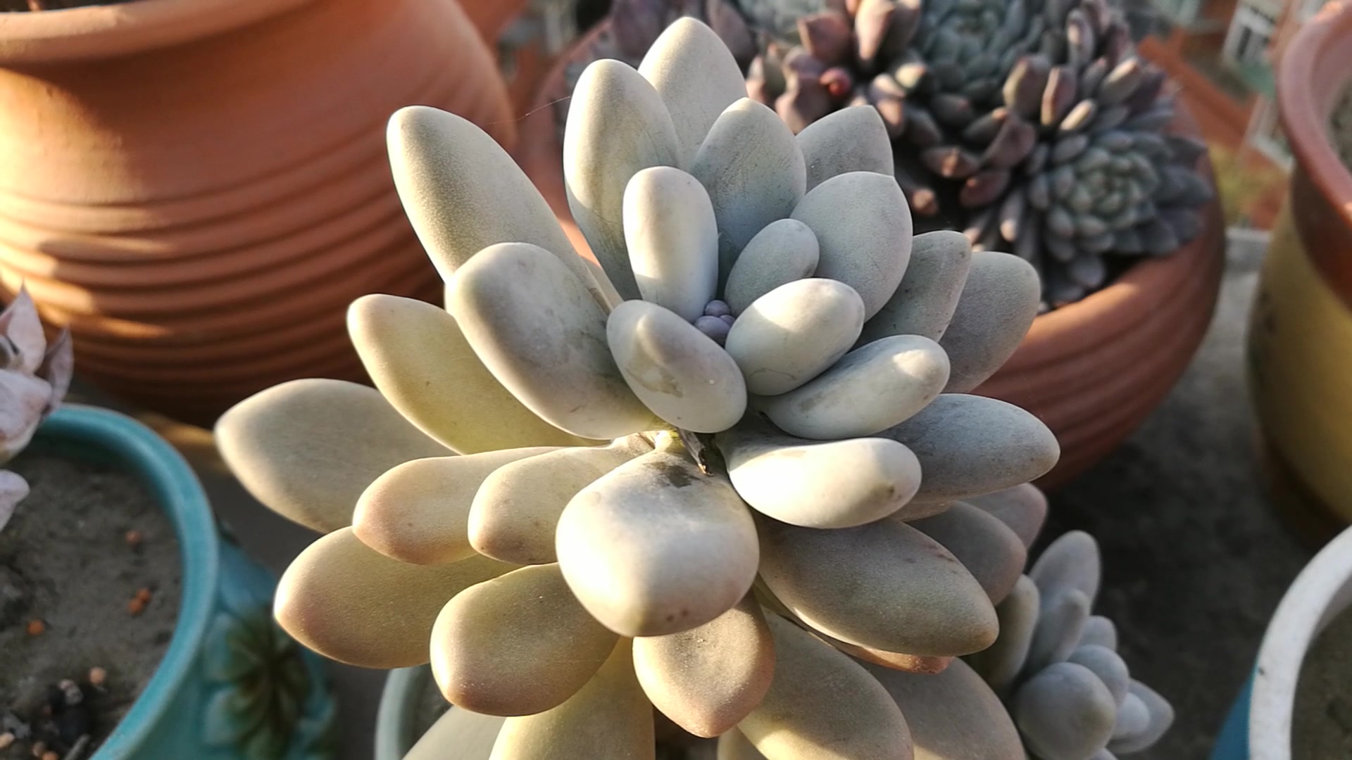 大猫多肉:冬美人(虽然它最不值钱,但我却把最大的一个红陶罐给它了)