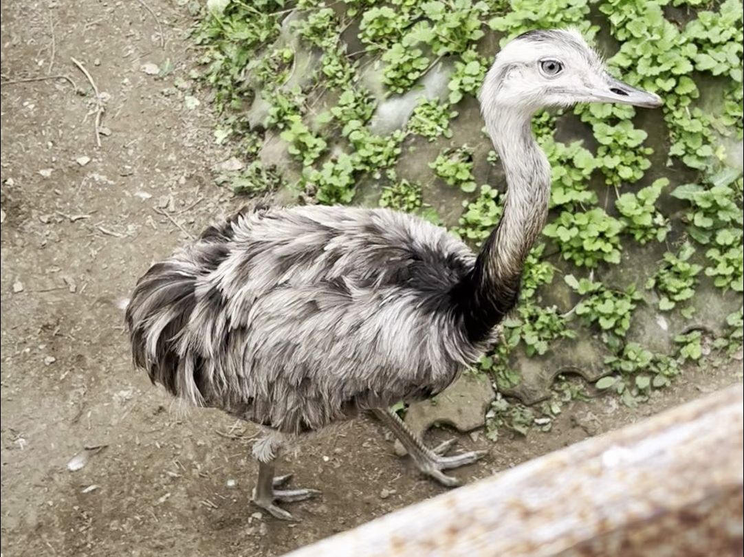 北动收集之ur大美洲鸵②