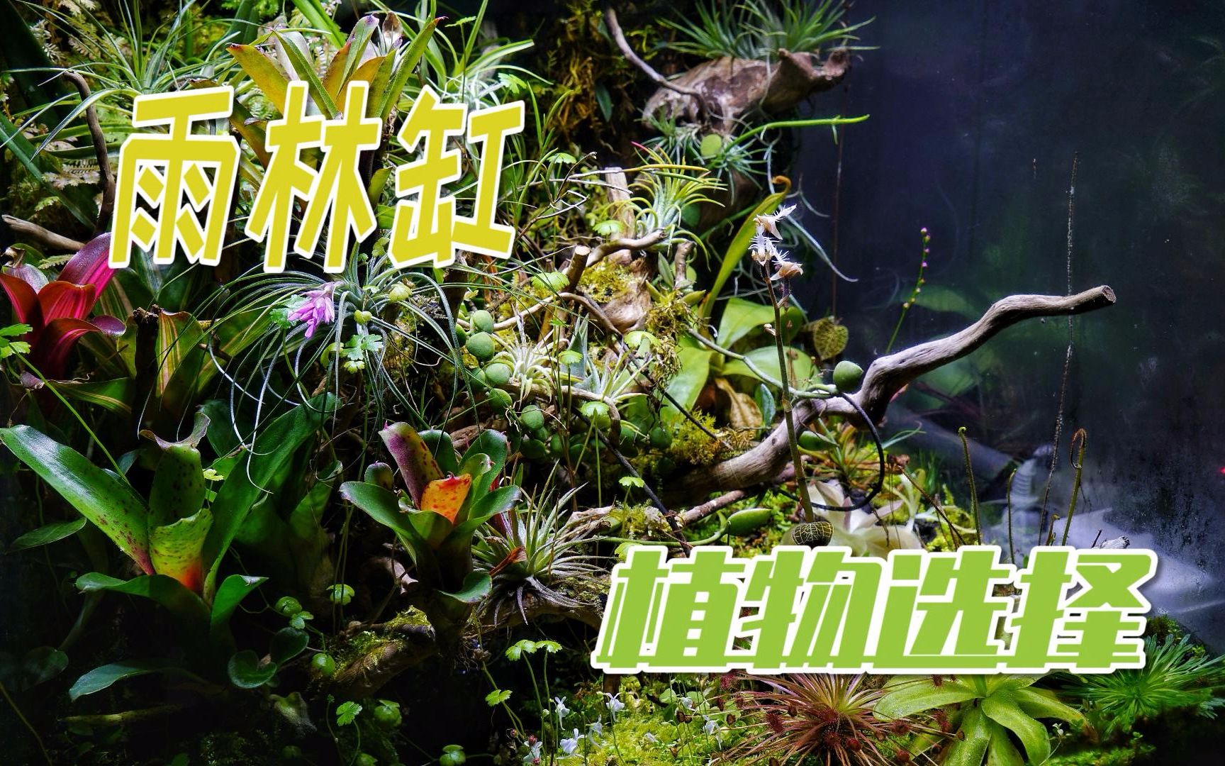 【干货】【雨林缸】应该种植哪些植物?8类植物带你入门哔哩哔哩bilibili