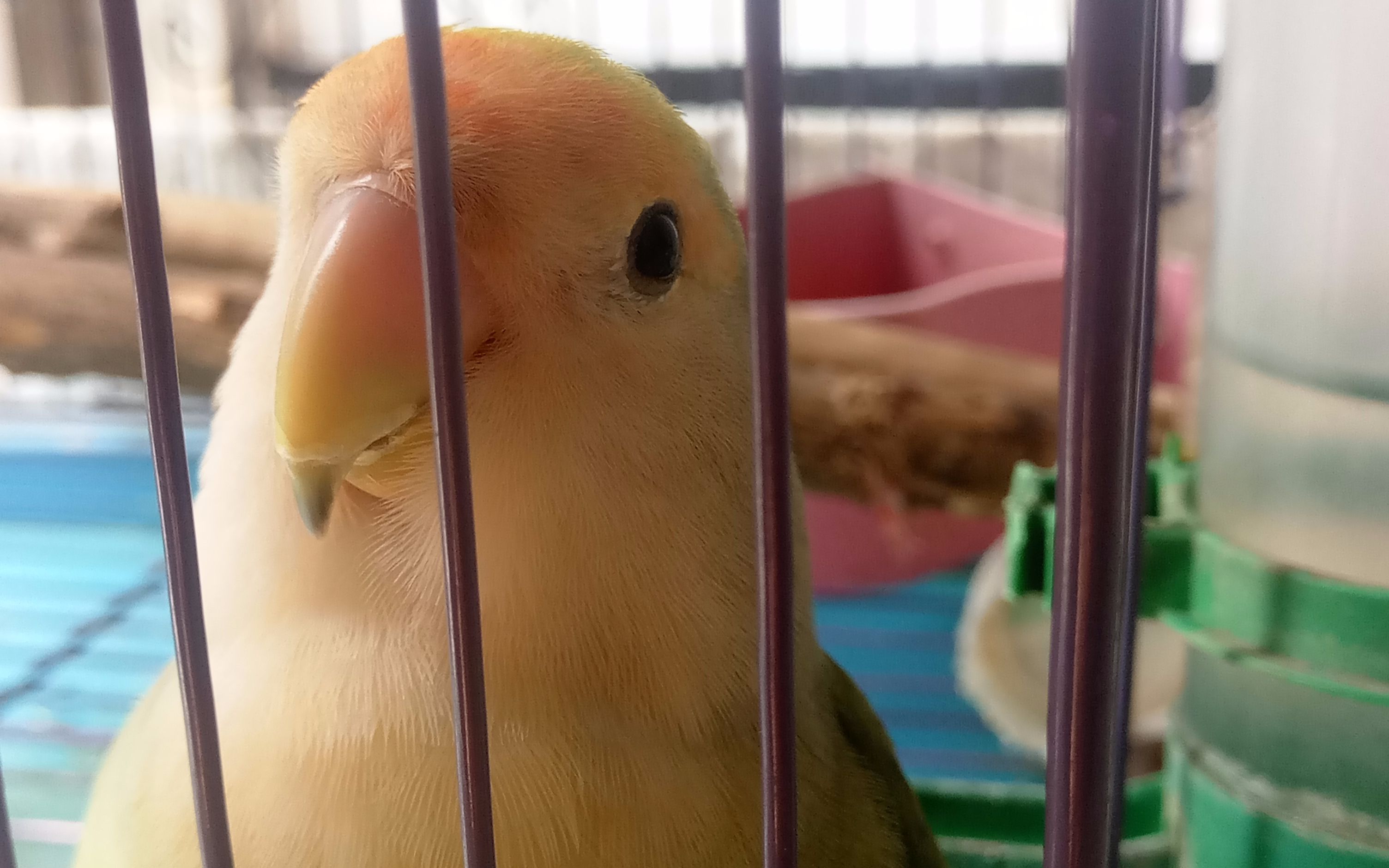 可爱又粘人的小绿鸡_哔哩哔哩 (゜-゜)つロ 干杯~-bilibili