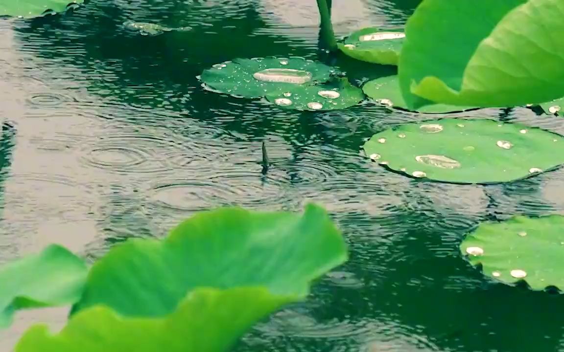 [图]432HZ的雨声是能让人体达到极度舒适的频率，荷塘雨声，白噪音，聆听大自然的声音