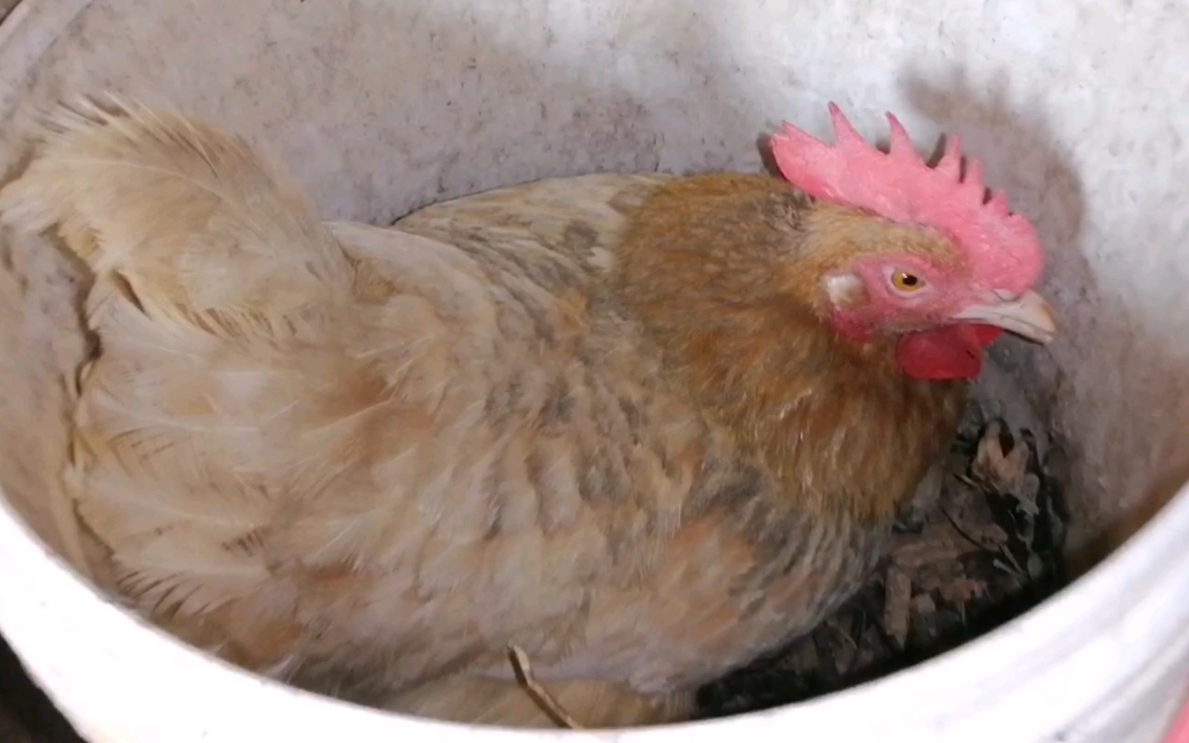 憨憨的直鸡冠母鸡跳进桶里生蛋蛋_哔哩哔哩_bilibili