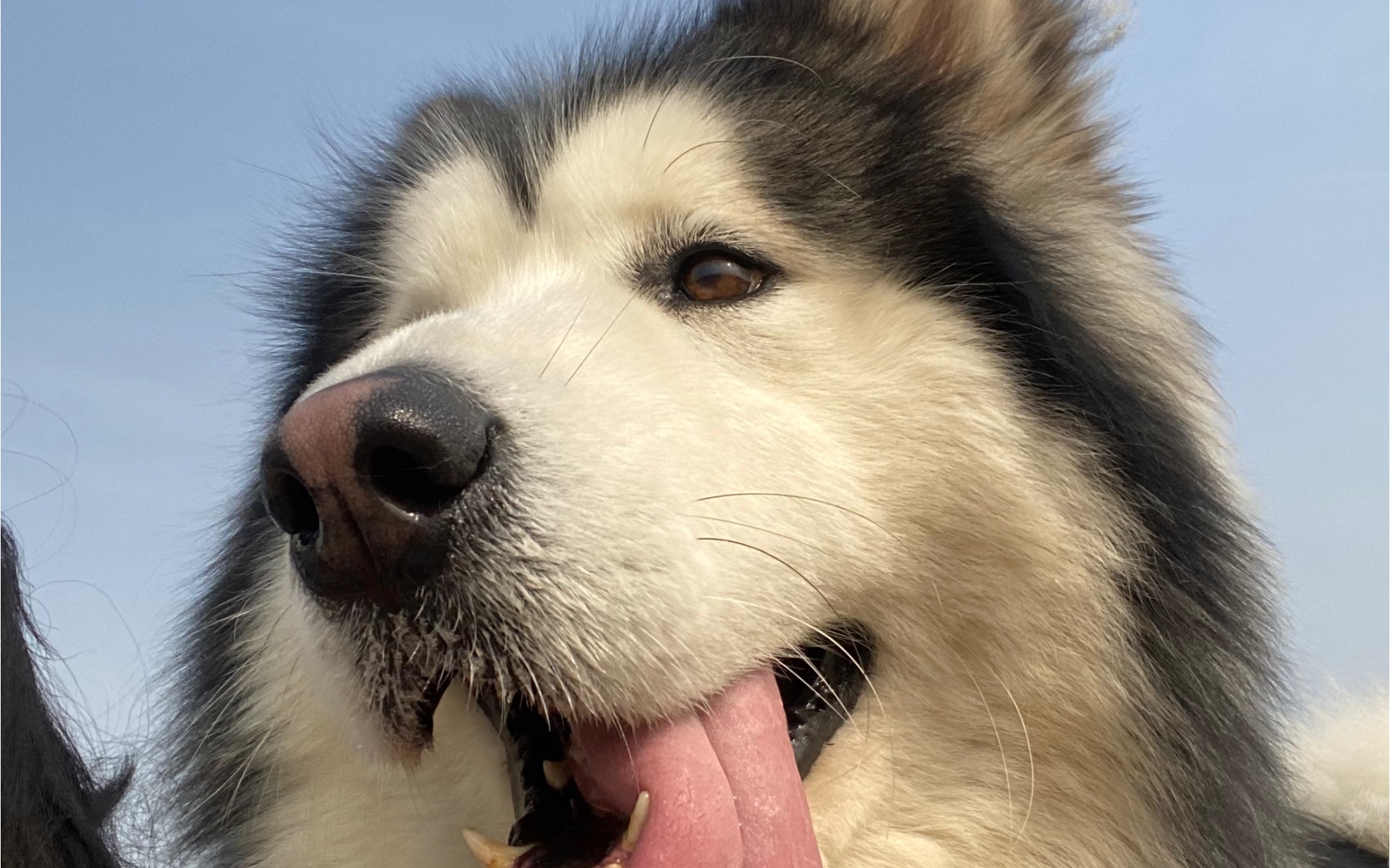 挑战全网尾巴最大阿拉斯加