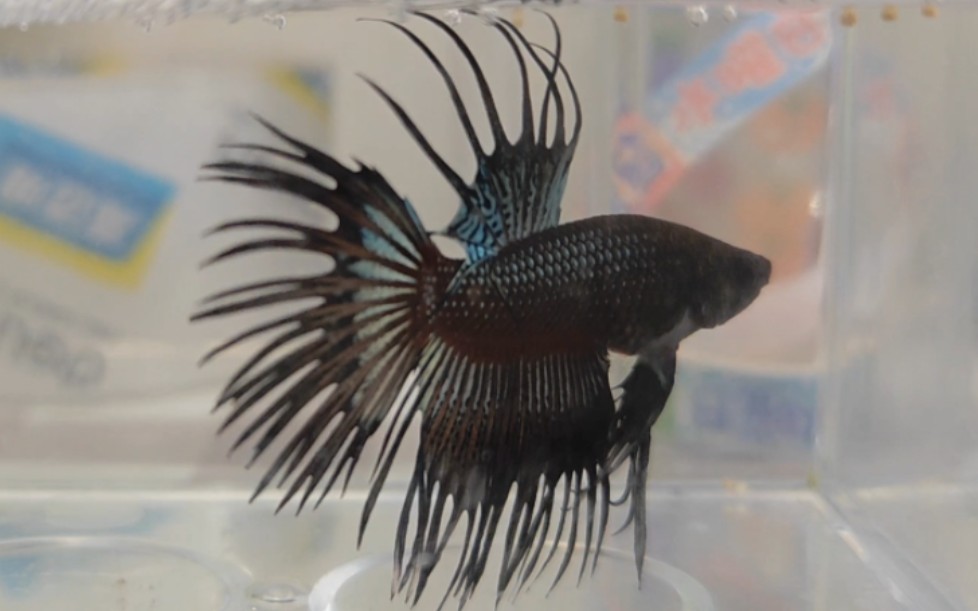 【斗鱼】新买的狮王斗鱼展示鱼鳍