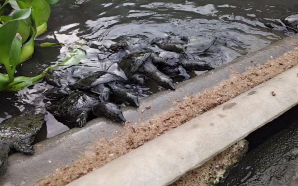 王八池里喂甲鱼,伸长了脖子,在吃食