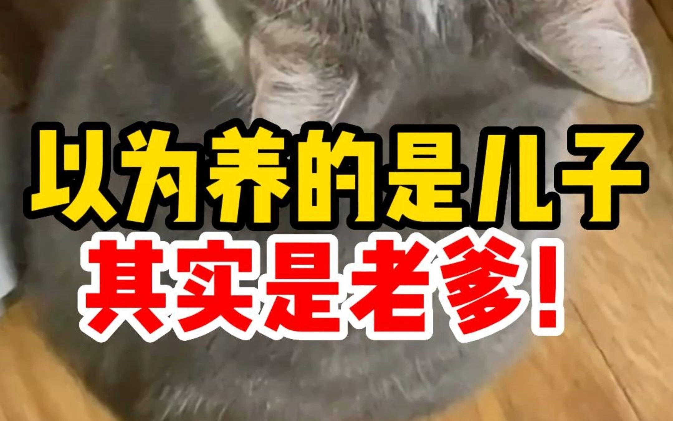 猫咪1岁≠人类7岁,正确的年龄换算看这里哔哩哔哩bilibili