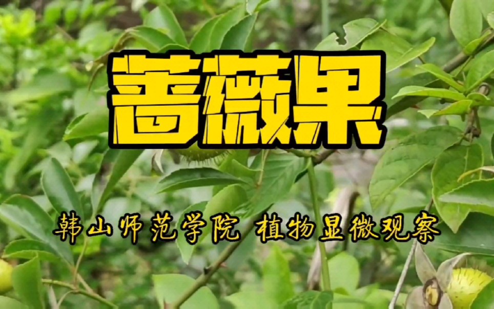 蔷薇果的功效(蔷薇果的功效大揭秘,美容养颜必备)