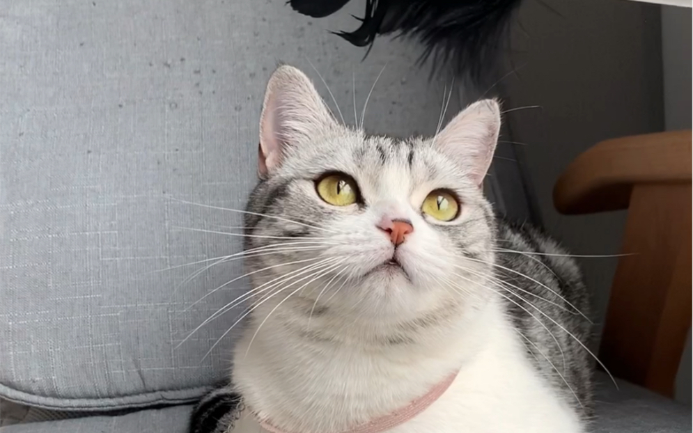 王泡芙:我觉得像我这种脸小身子胖的猫 不减肥也看不出来的_哔哩哔哩