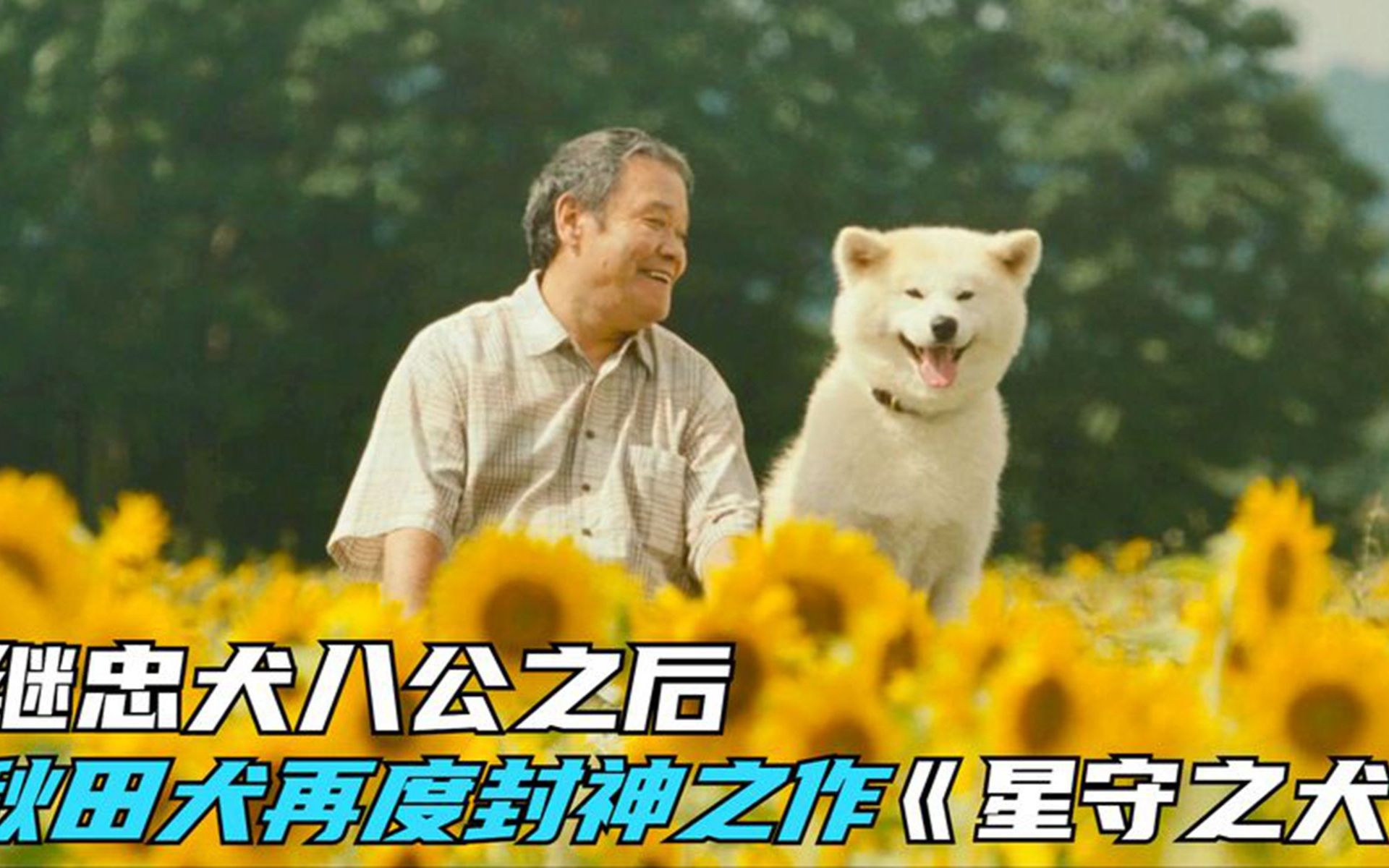 继忠犬八公之后,秋田犬再度封神之作,《星守之犬》看哭整个岛国哔哩哔哩bilibili