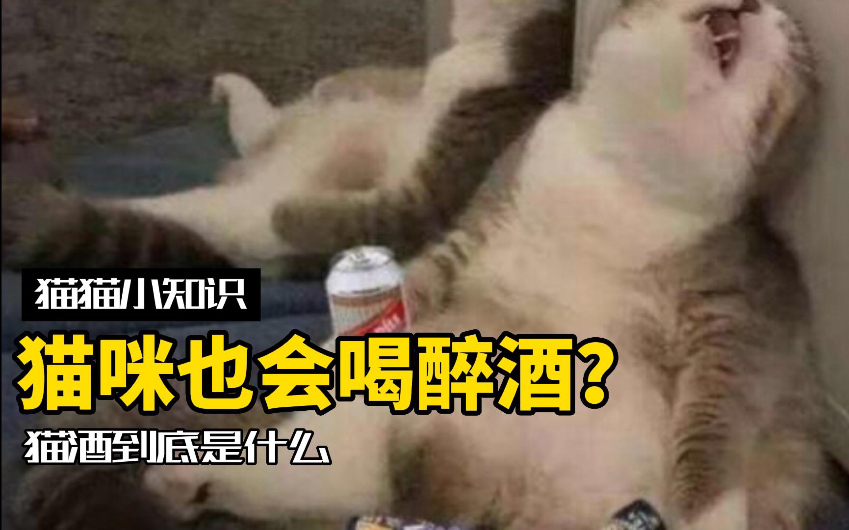 让猫醉生梦死的猫酒,到底是什么东西?哔哩哔哩bilibili