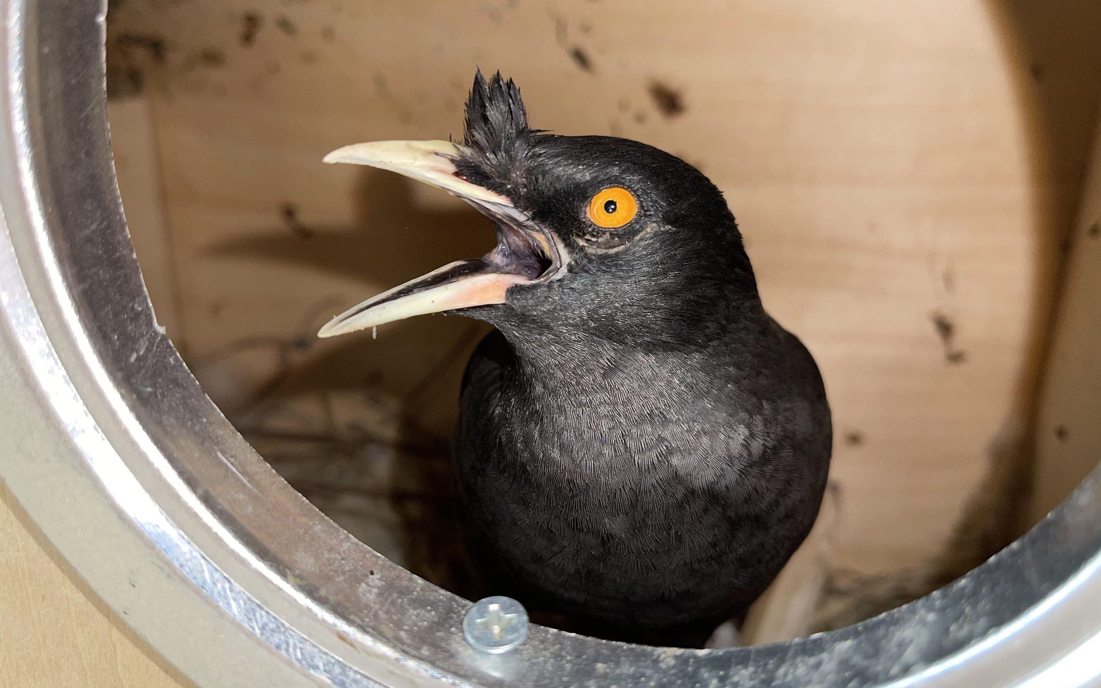 小鸟的繁殖季节到了,家里的八哥鸟也开始筑巢准备下蛋