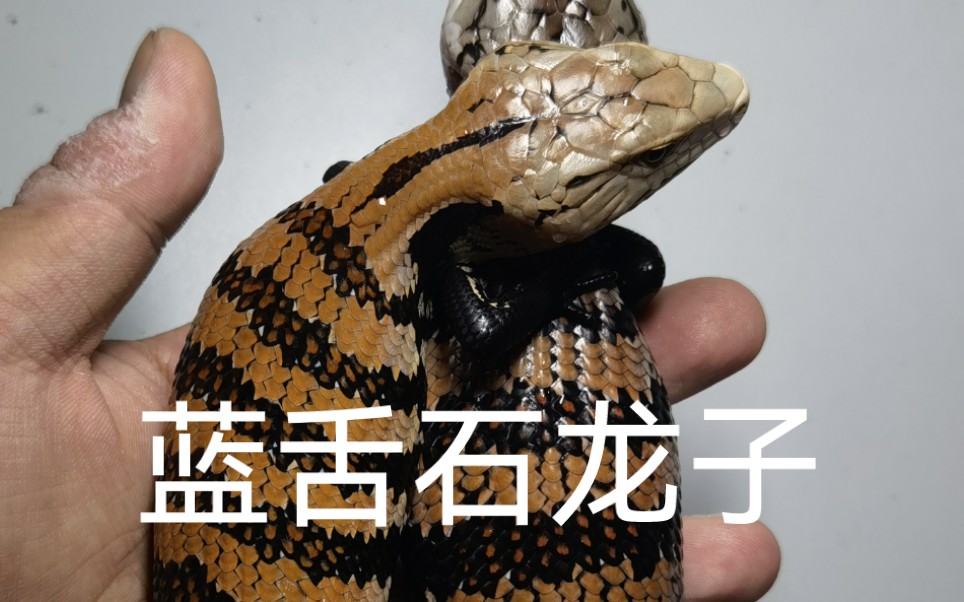【巨人蓝舌石龙子】—哈马黑拉蓝舌石龙子—鲨翻鼠鼠