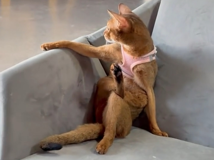 当猫咪学会翘二郎腿,这潇洒的感觉简直被它拿捏了