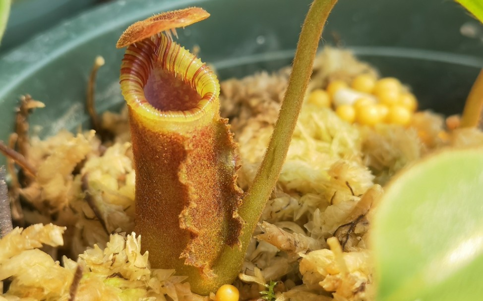 食虫植物 猪笼草笼子随拍