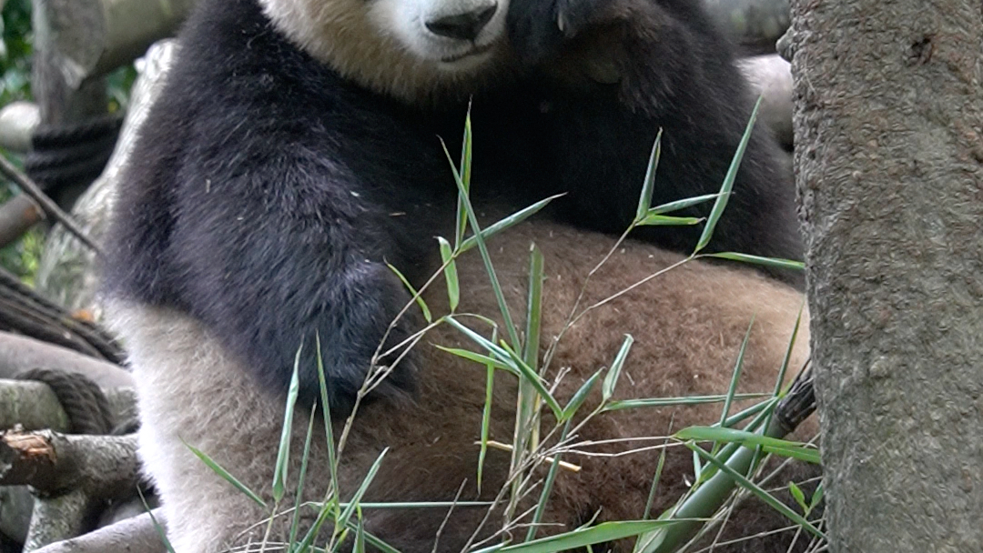 [图]【梅兰肉肉】【大熊猫梅兰】在二楼够竹子太费劲了，小仙女够不着，只好下来惹