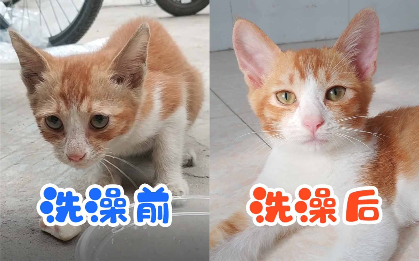 活动作品橘猫小喵咪洗澡前后的变化有多大