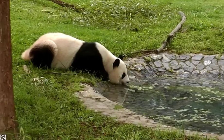 大熊猫105美香在水池边优雅地饮水