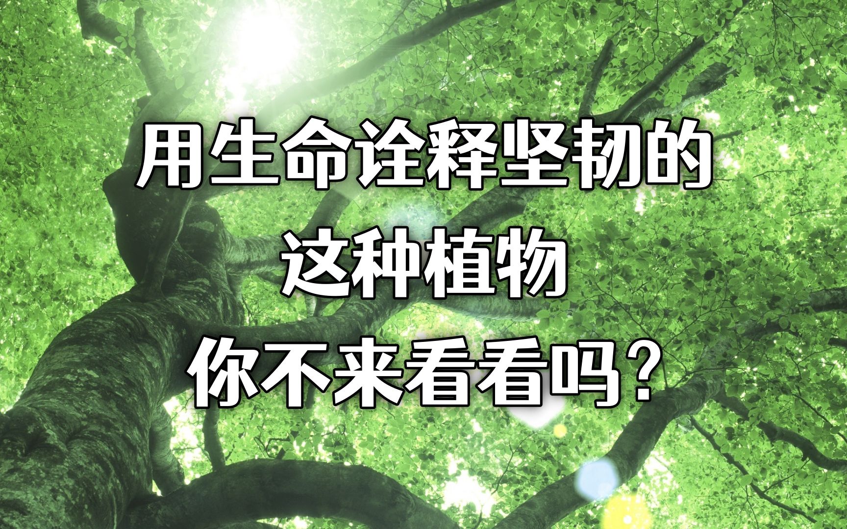 用生命诠释坚韧的这种植物,你不来看看吗?