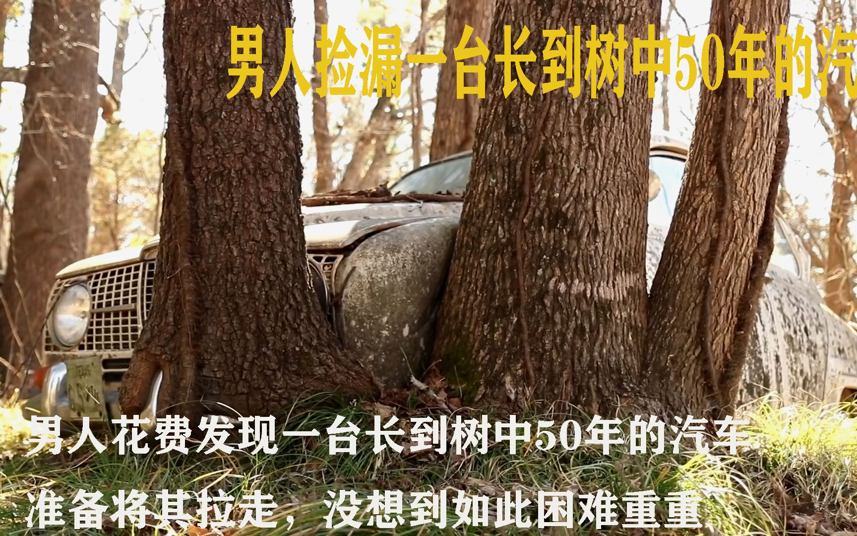 [图]男人在户外发现一台已经荒废50年的老爷车，可老爷车已经完长到树干中，看男人如何将其取出并拖回