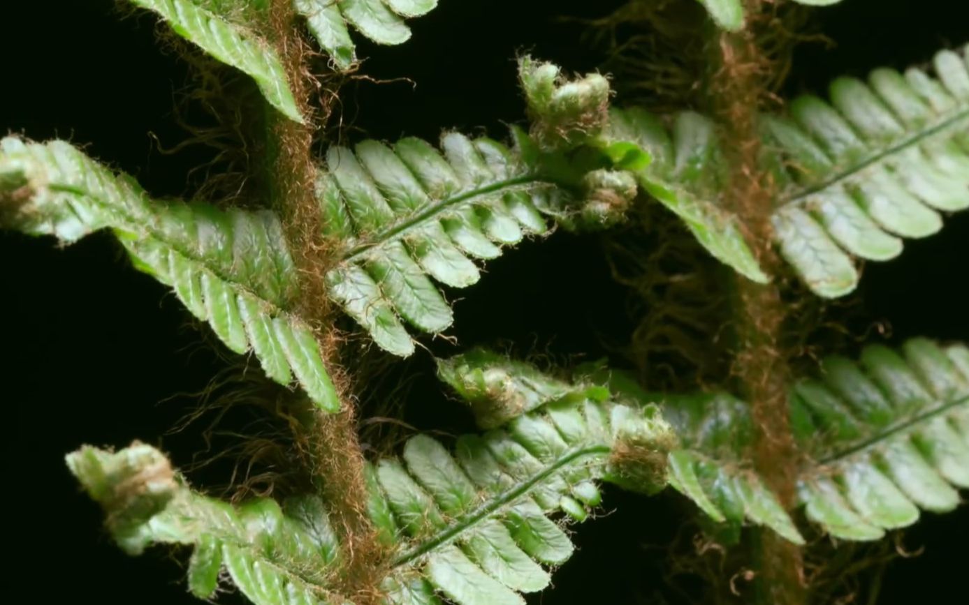 [图]【植物世界】蕨、桫椤、水杉（1080p）