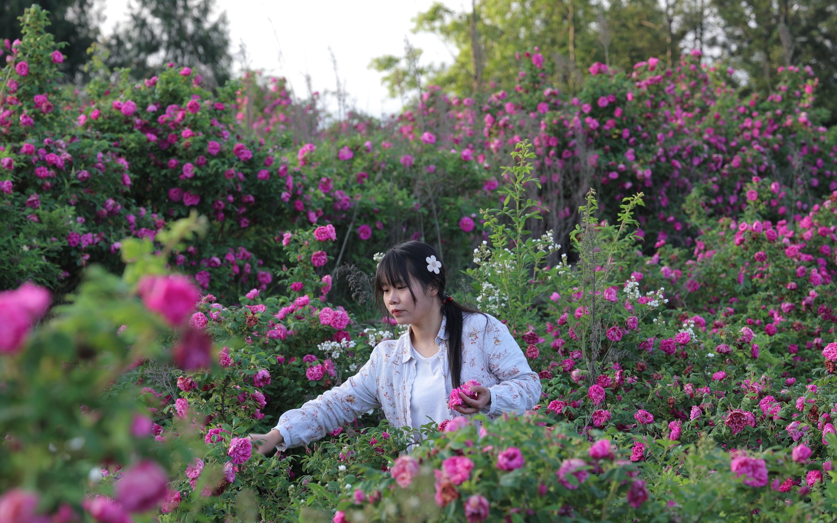 [图]玫瑰花开的季节，总要好好吃一顿吧！