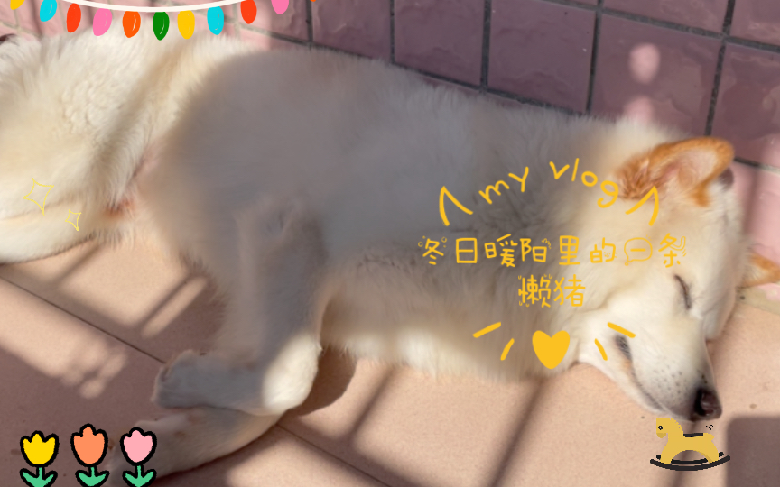 冬日暖阳里的一条懒猪哔哩哔哩bilibili