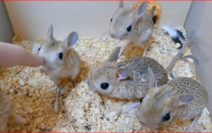 跳鼠 jerboa mouse 的有趣科普哔哩哔哩bilibili