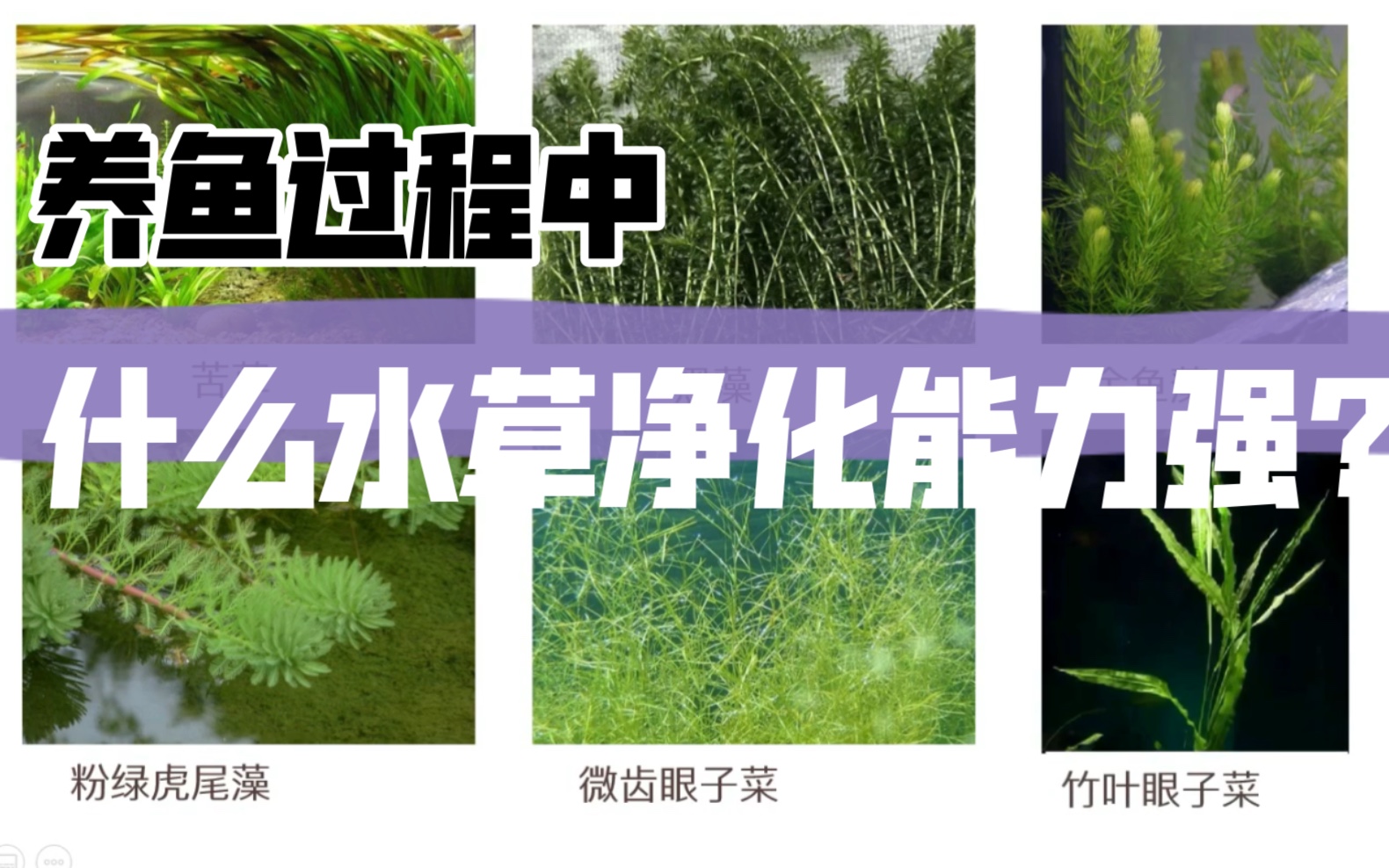 【生物调整水质】挺水、浮水、沉水植物比较|实验分析论证|终于知道为什么原生缸喜欢用这种草了~哔哩哔哩bilibili