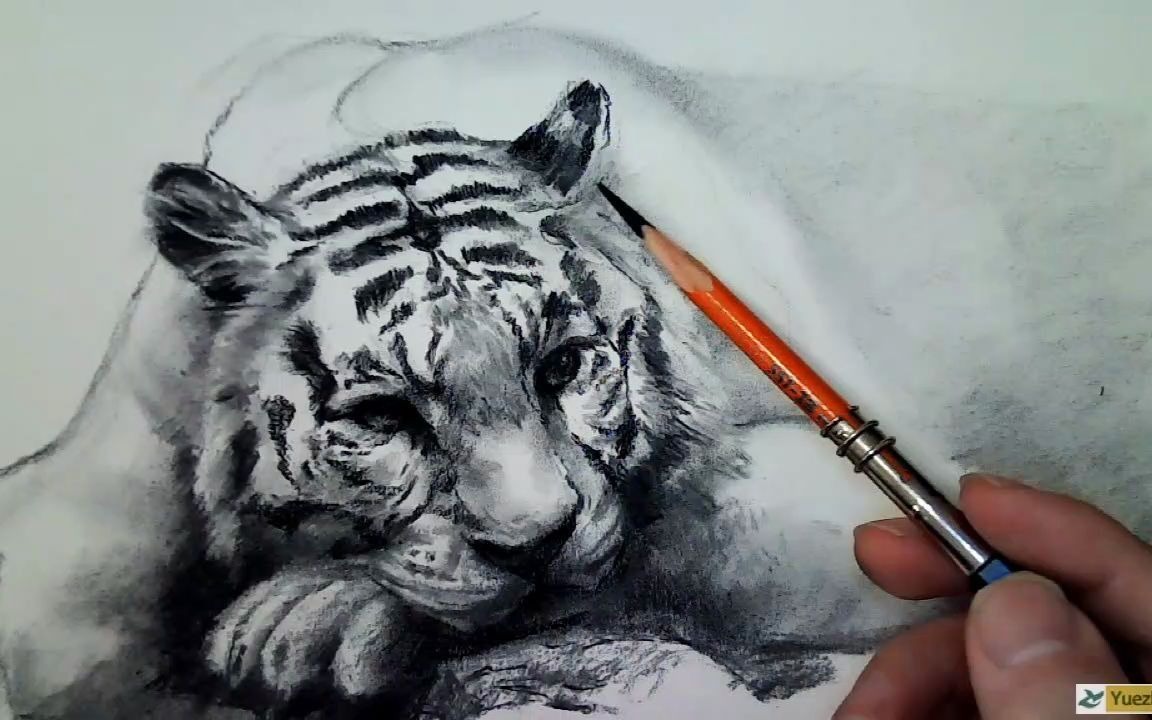 如何用木炭条和炭笔画动物素描第30篇_哔哩哔哩_bilibili