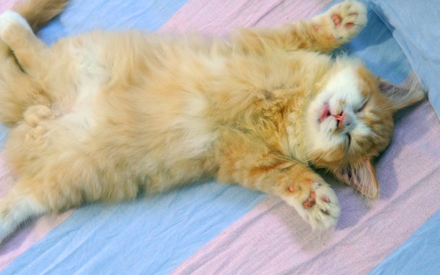 小猫咪想要躺平有什么错呢为啥要让人家做噩梦