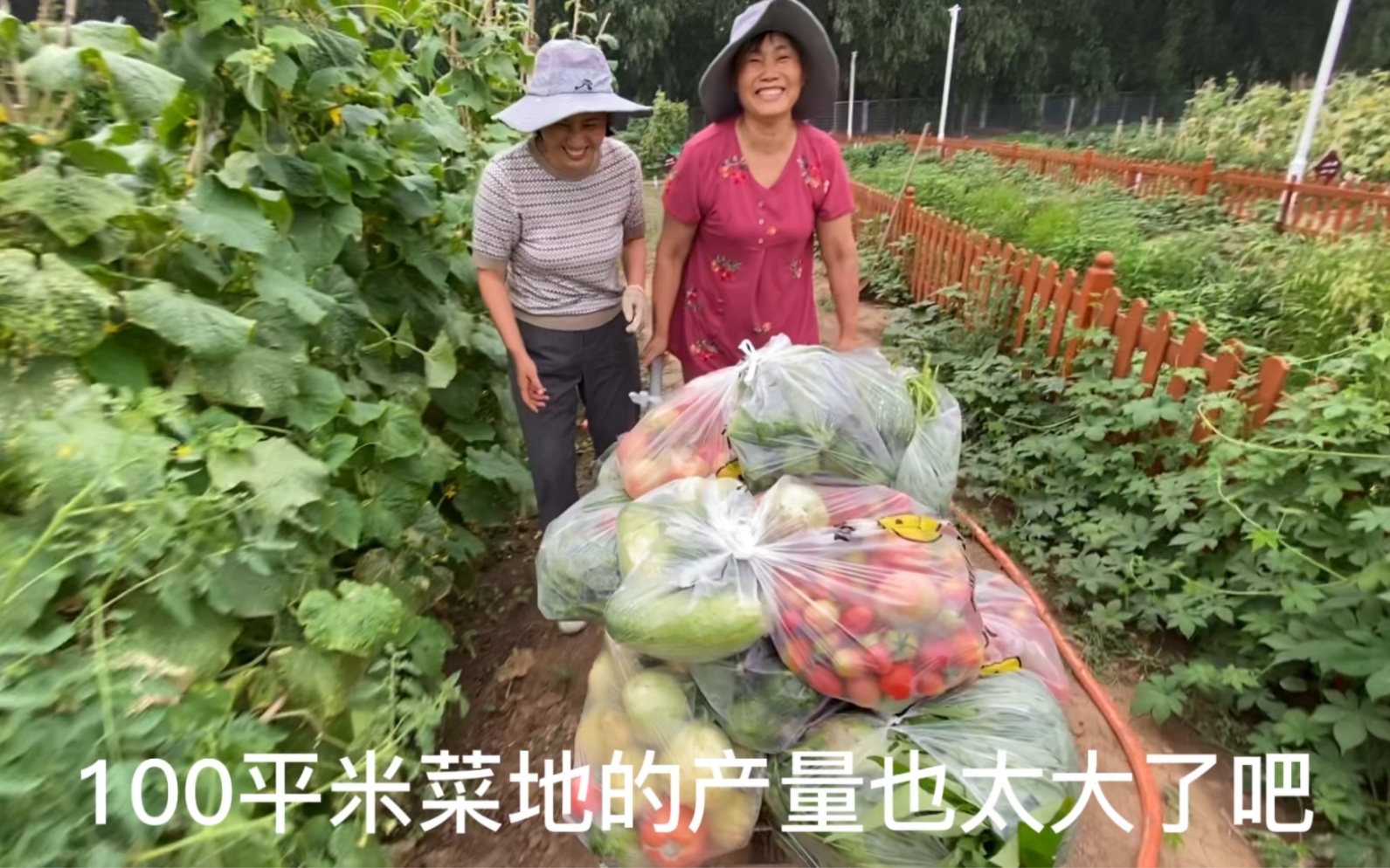 100平菜园全年采摘收获,几十种瓜果蔬菜,家人一起上阵都摘不完哔哩哔哩bilibili