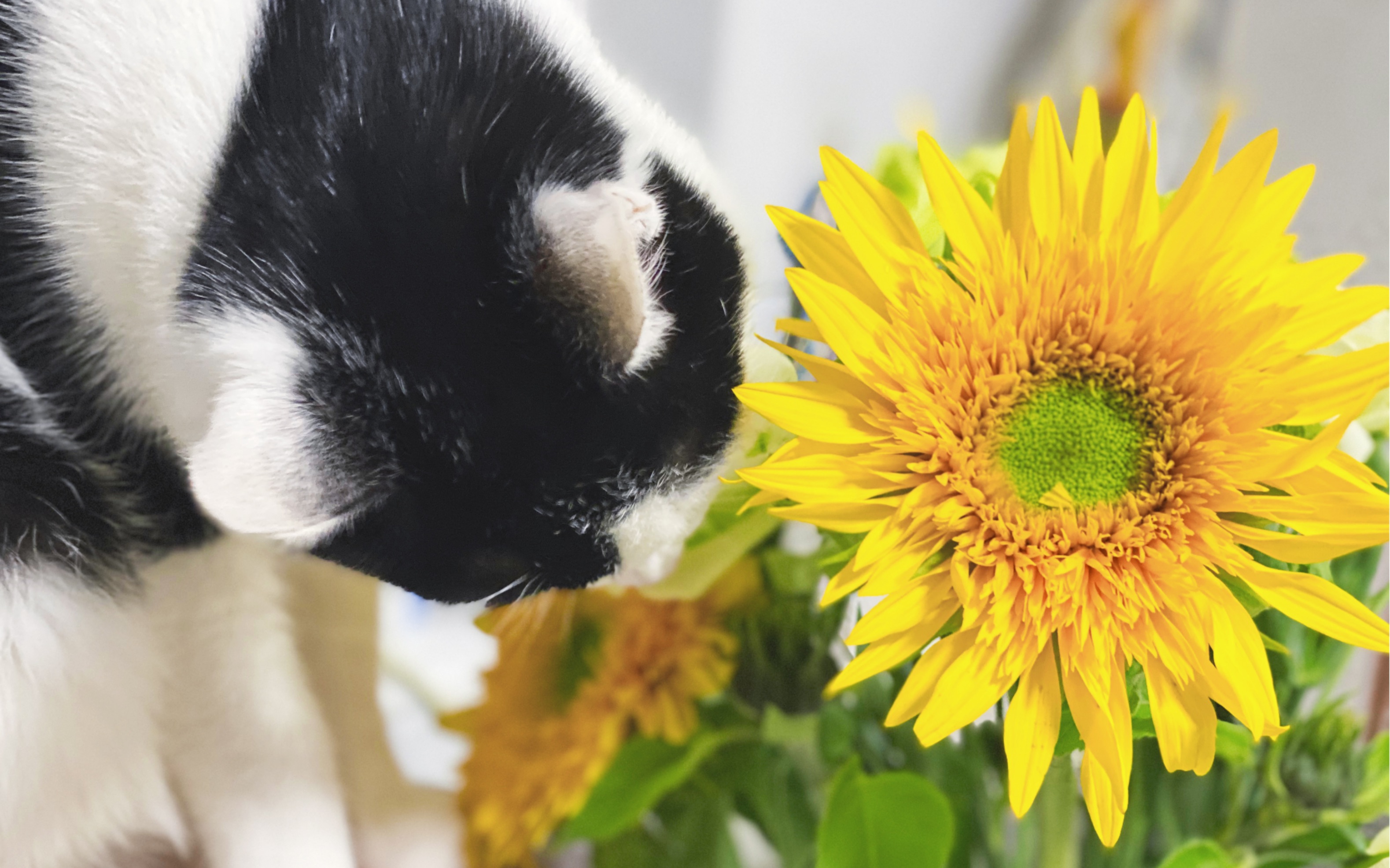 星期六:今天是吃花小猫咪!