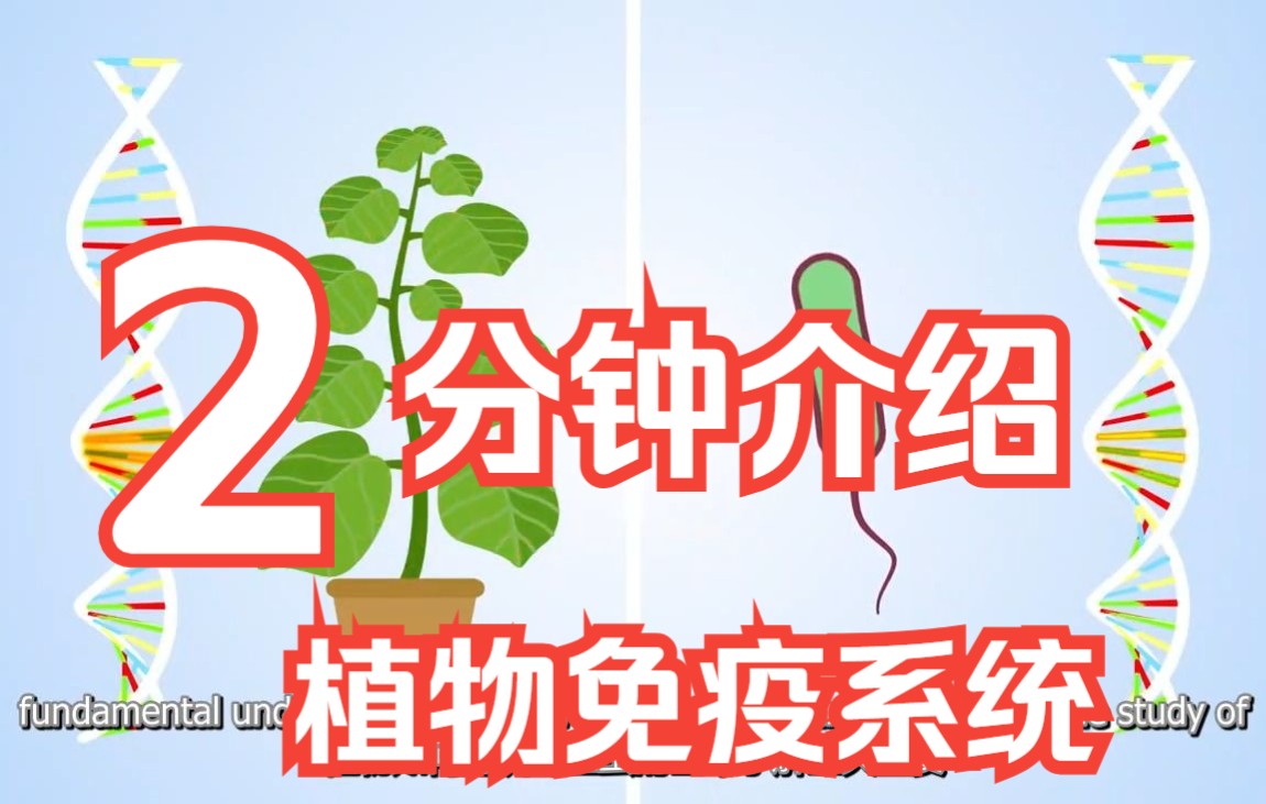 植物的免疫系统(中英双字幕)哔哩哔哩bilibili