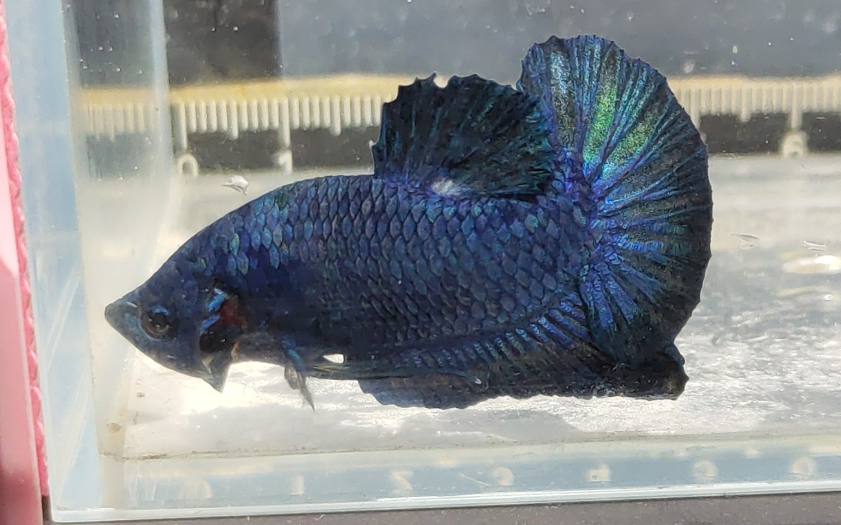 [泰国斗鱼]a001蓝宝石将军斗鱼