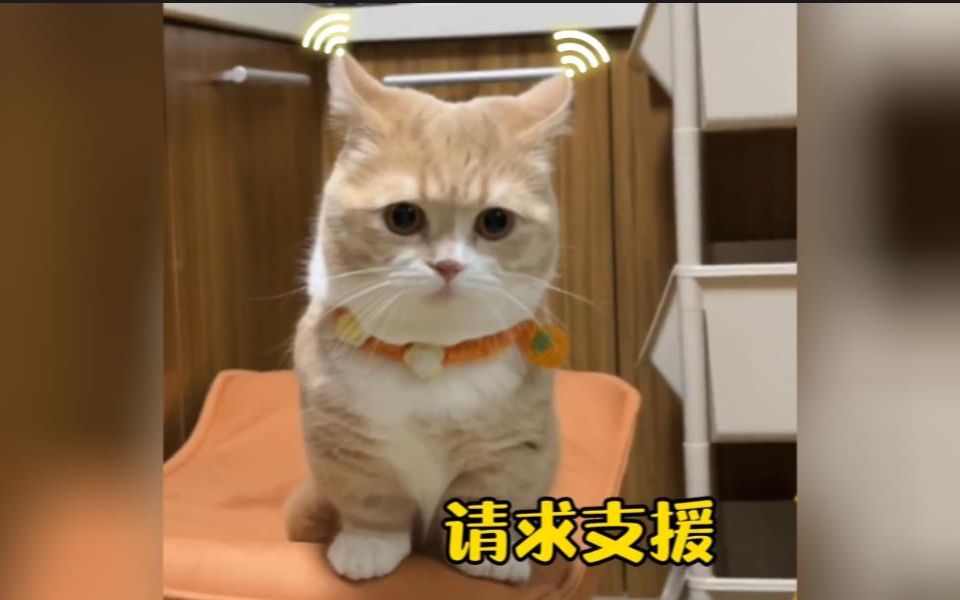 盘点全网那些又怂又可爱的猫咪哔哩哔哩bilibili