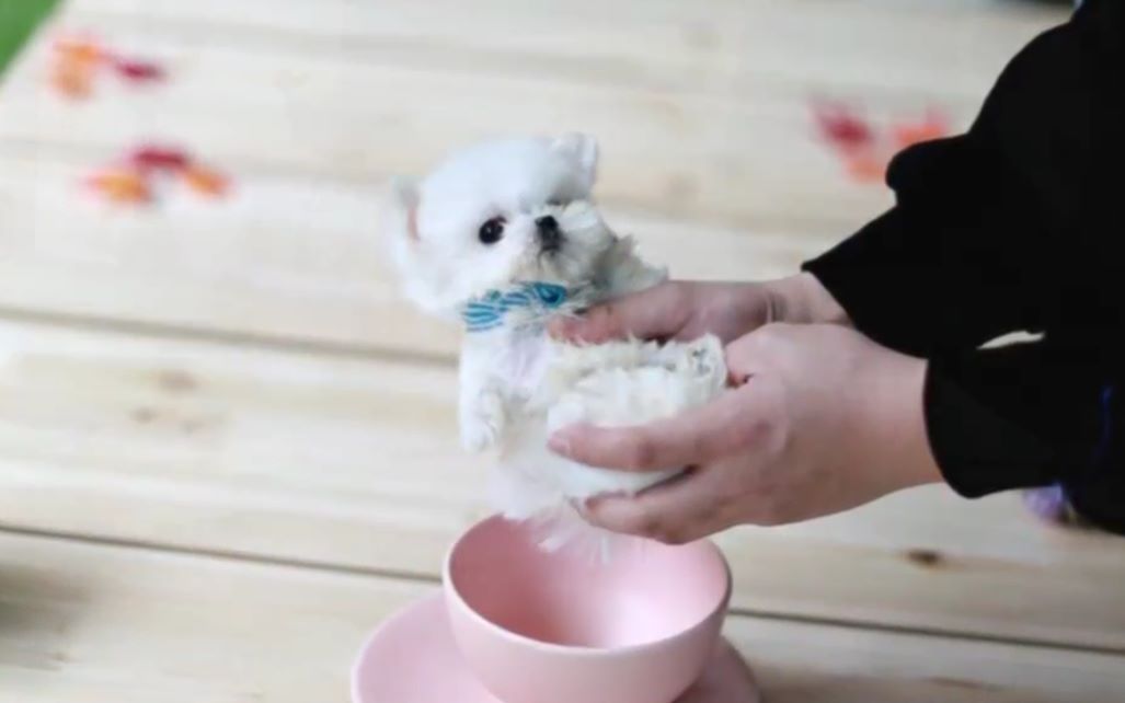 一只茶杯犬5万左右,到底是怎么来的?看完真的想掐死这些狗贩!哔哩哔哩bilibili