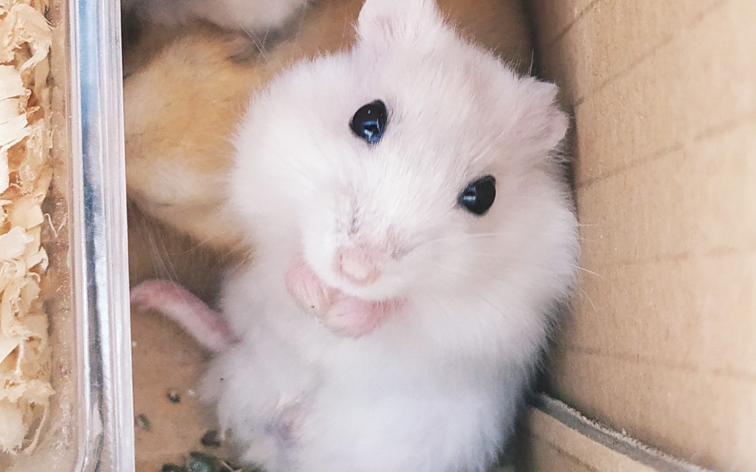 打嗝的仓鼠啊_哔哩哔哩 (゜-゜)つロ 干杯~-bilibili