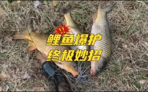 Download Video: 终极妙招！这才是打窝钓鲤鱼最便宜好用的方法，不接受任何反驳！！！