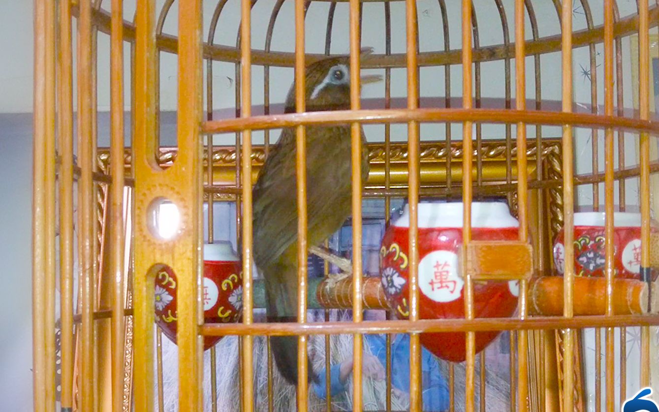 这只画眉鸟晚上也能叫得很欢快这样的好鸟你想养一只吗