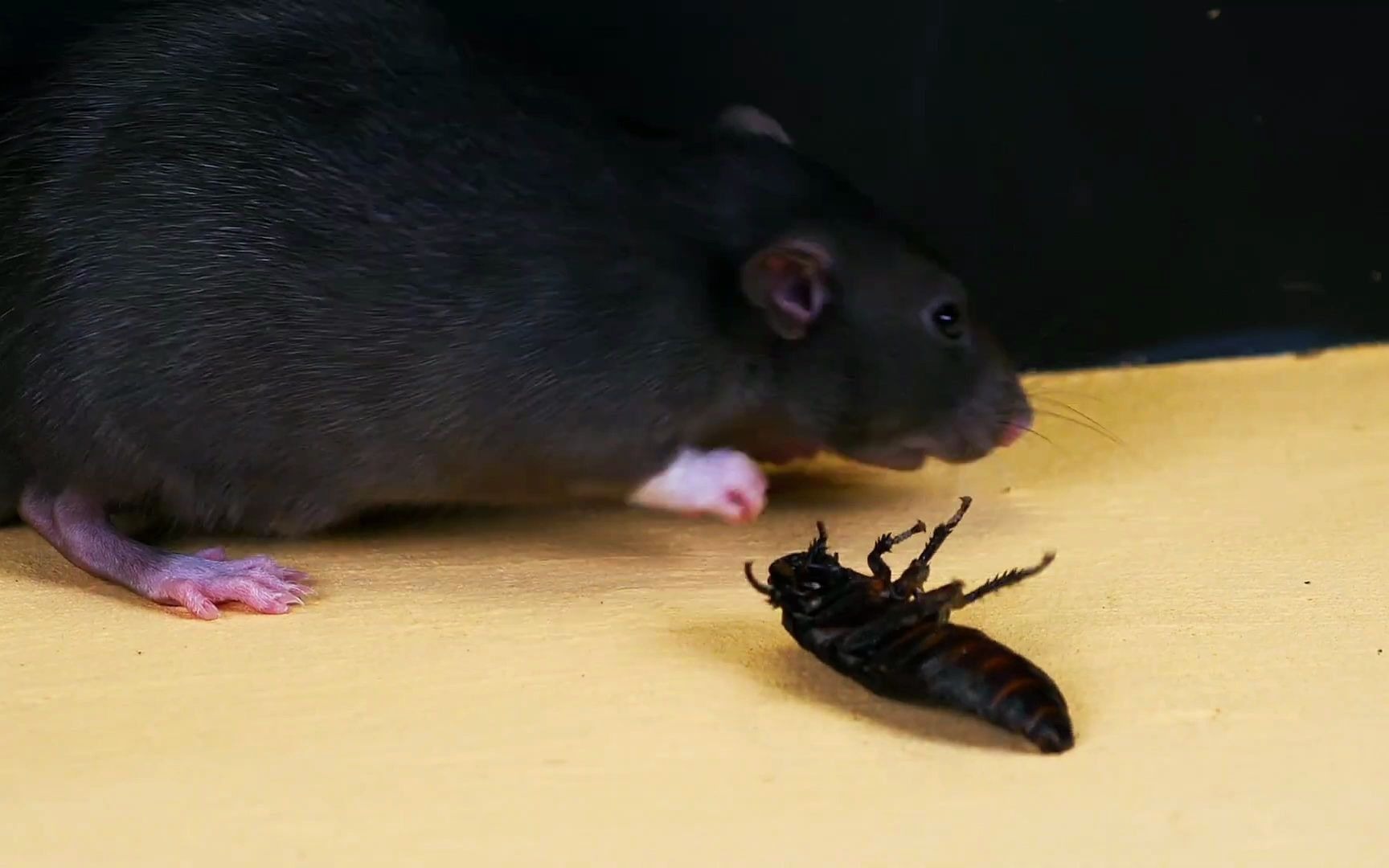 活动  这是只自律的大耗子,吃饭前懂得先洗手!